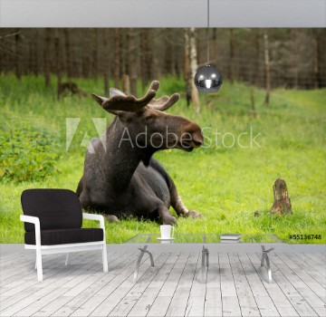 Picture of Elk in the woods